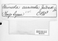 Auricularia auricula-judae image